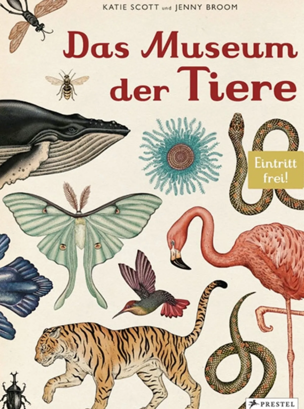 Waschbär Das Museum der Tiere. Eintritt frei. Best