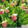 Waschbär Freiland-Orchideen. Erfolgreich pflanzen und pflegen. Online