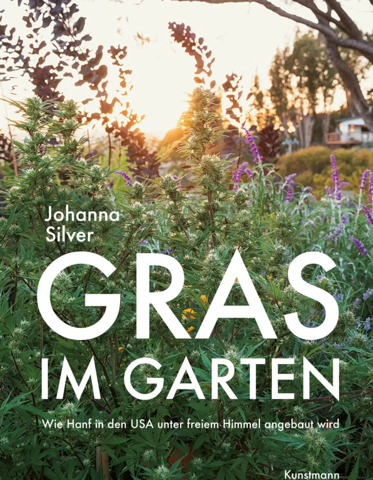 Waschbär Gras im Garten. Wie Hanf in den USA unter freiem Himmel angebaut wird. Clearance