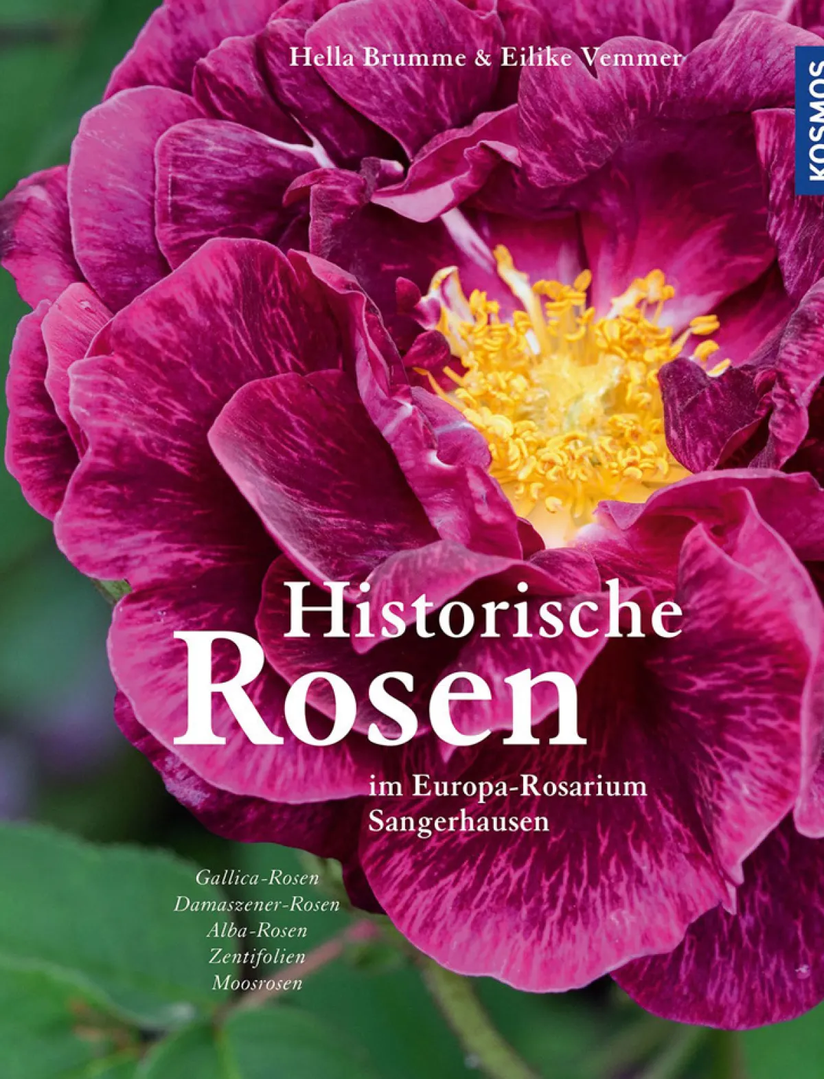 Waschbär Historische Rosen im Europa-Rosarium Sangerhausen. Sale