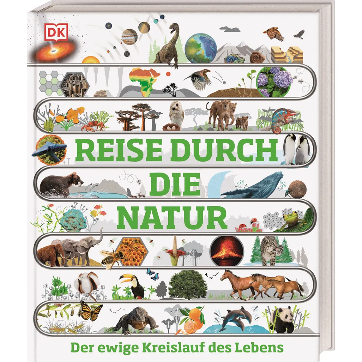 Waschbär Reise durch die Natur. Der ewige Kreislauf des Lebens. Sale