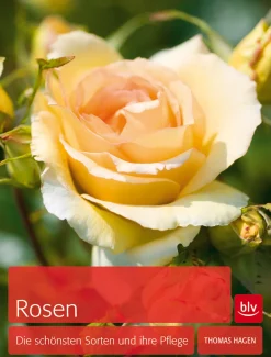 Waschbär Rosen. Die schönsten Sorten und ihre Pflege. Discount