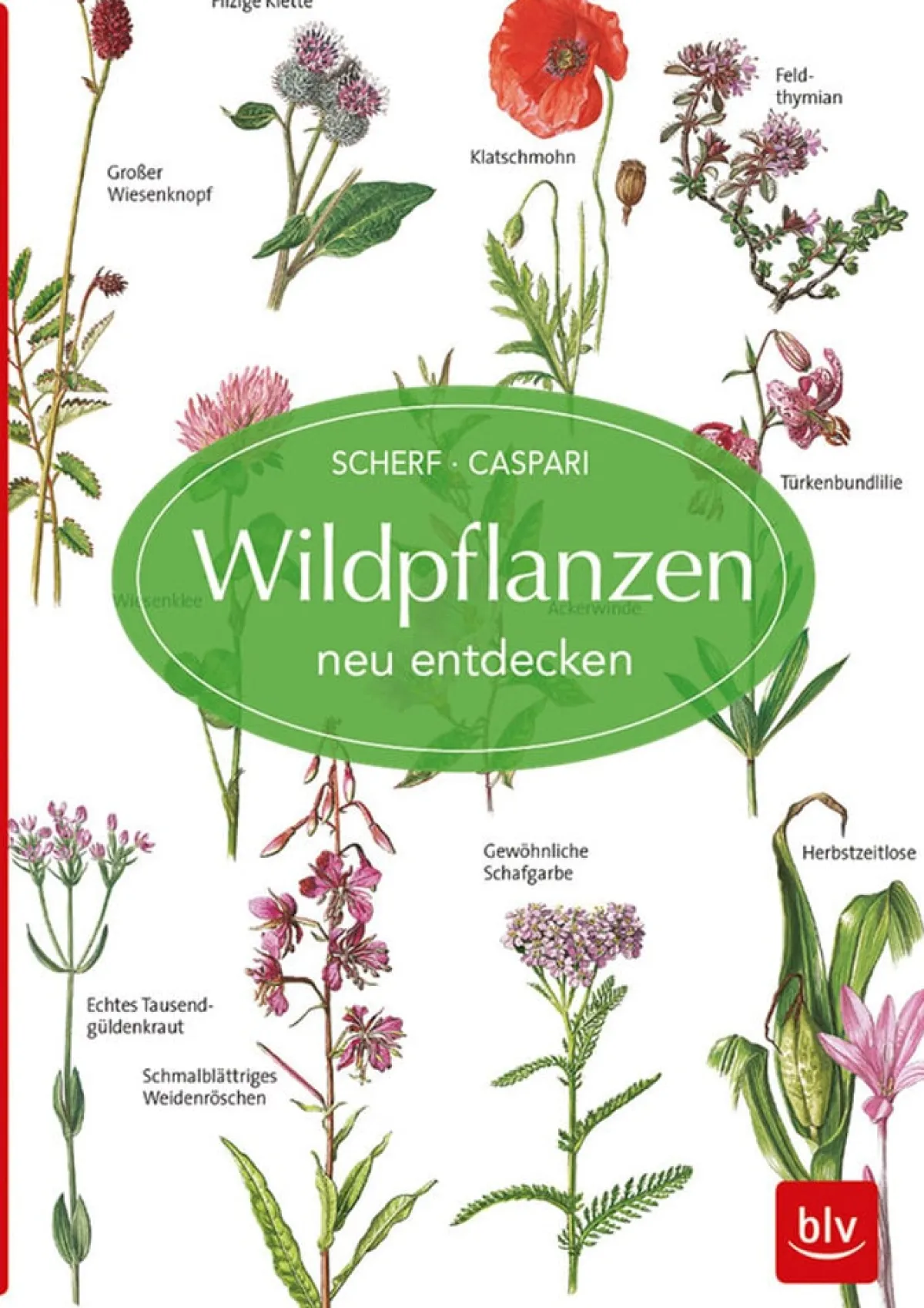 Waschbär Wildpflanzen neu entdecken New