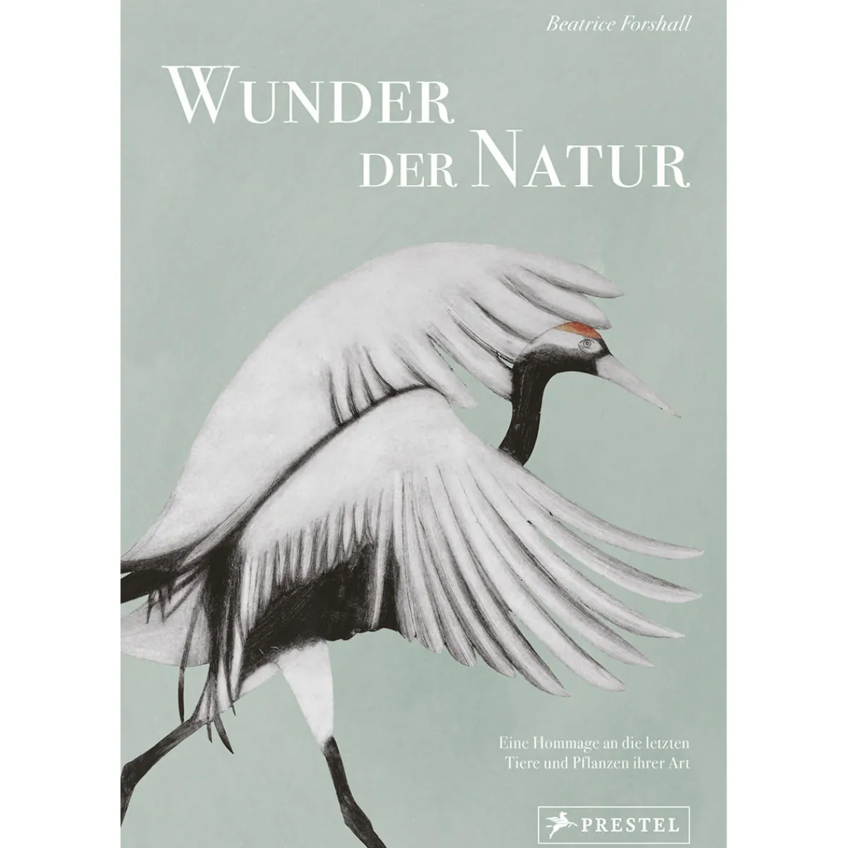 Waschbär Wunder der Natur. Best