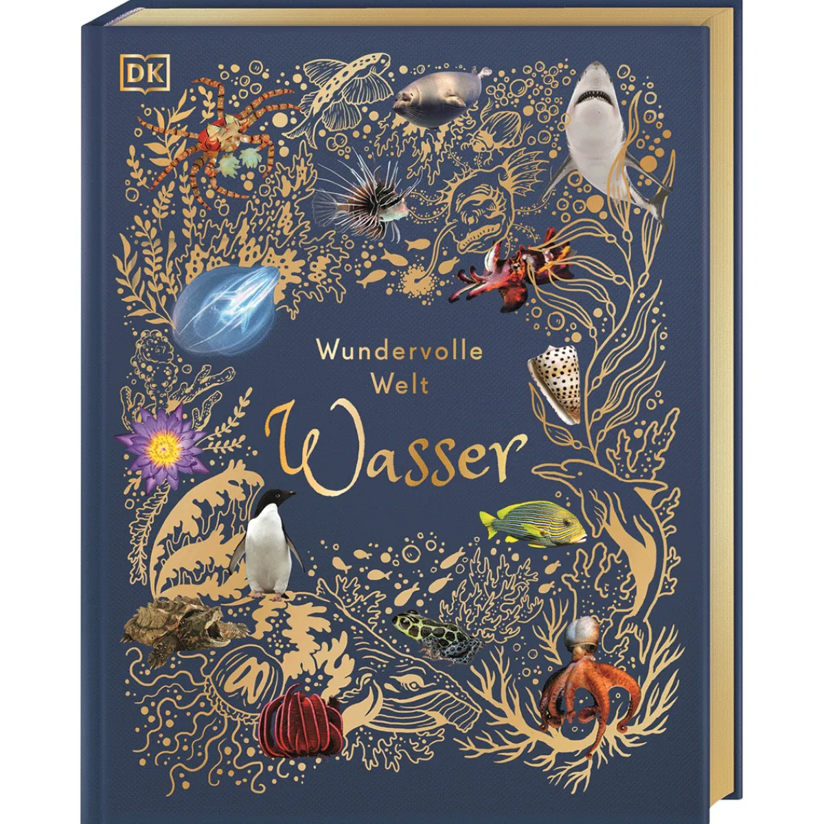 Waschbär Wundervolle Welt. Wasser. Hot